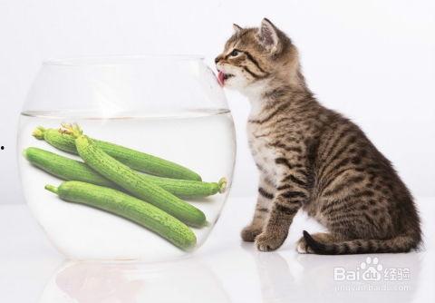 面瓜小猫可以吃吗视频教程,猫咪专属美味视频教程
