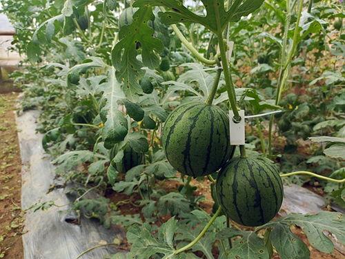 中牟富士康吃瓜视频,一场网络热议背后的真相