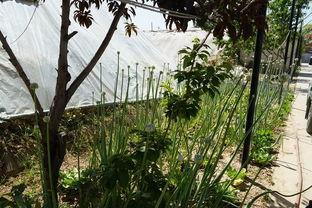 真实的寒冬吃瓜视频,他们如何享受冬日里的清凉瓜果盛宴？