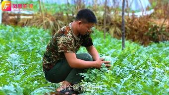 黄色瓜怎么吃最好吃视频,视频教你如何吃出最佳口感